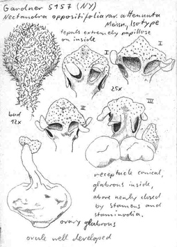 Vorschaubild Nectandra oppositifolia var. attenuata Meisn.